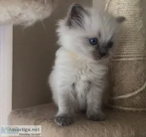 Ragdoll Kittens for sale
