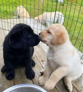 Male And Female Labrador Retriever Puppies For Pet Lovers.