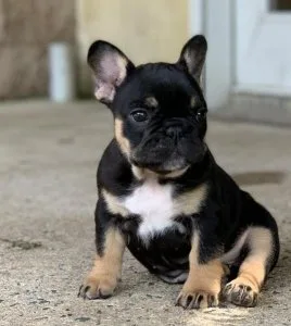 FRENCH BULLDOG PUPPIES