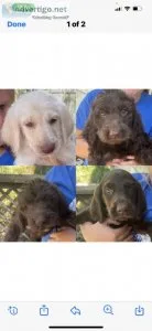 Labradoodle F1b puppies
