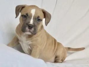 Beautiful American bulldog x xl bully puppies