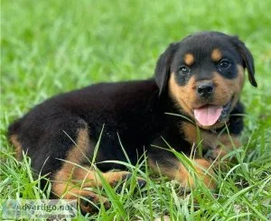Sweet and playful Rottweiler for adoption