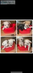 8 week old shih Tzu Terrier puppies