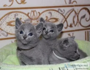 Russian Blue kitten from Europe