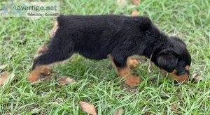 Rottweiler Pups ready for a New Home