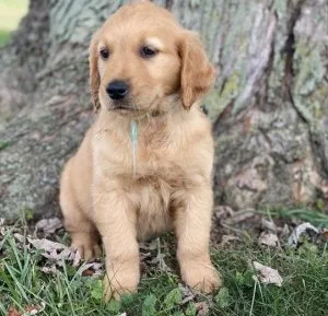 Absolutely Healthy Golden Retriever Puppies
