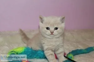 Scottish fold kittens for sale