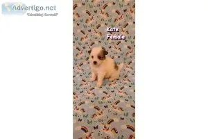 CKC Pomimo Puppies