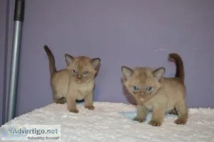 PUREBRED BURMESE Female