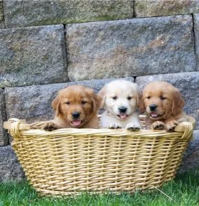 Male  and female Golden Retriever Puppies For Sale