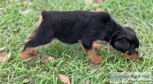 Rottweiler puppies