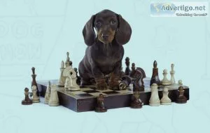 YOUR DOG NEEDS THIS TRAINING COURSE RIGHT NOW at a very low pric