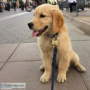 Beautiful Golden Retriever Puppies for Sale