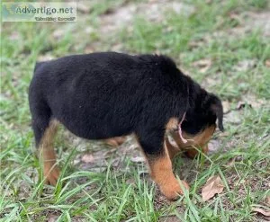 2 Playful and Affectionate Rottweiler Puppies Available