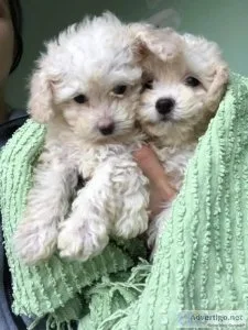 POODLE PUPPIES FOR SALE