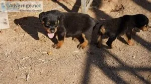 Rottweiler Puppies