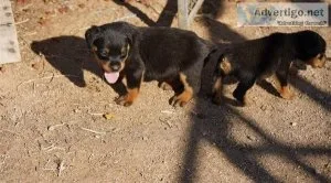 GOOD LOOKING ROTTWEILER FOR YOU