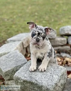 French bulldog puppies for sale