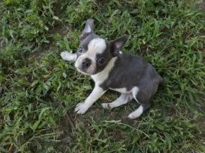 BOSTON TERRIER