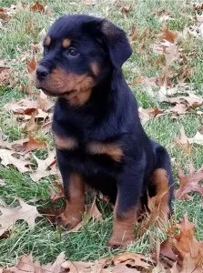 Rottweiler Puppies for Sale