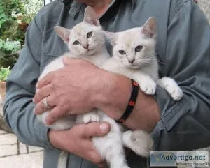 Burmilla Kittens For Sale
