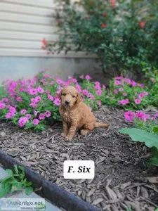 Goldendoodle F1B- Six