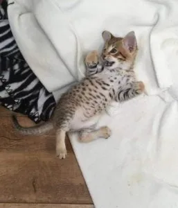 Gorgeous Savannah Kittens
