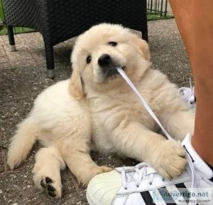 Golden Retriever