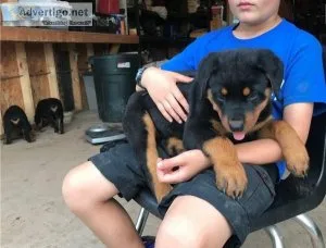 Healthy Rottweiler Puppies Available