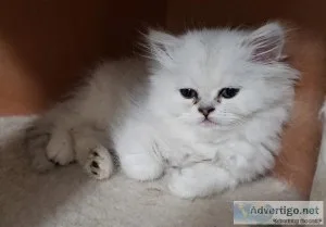 Persian kittens