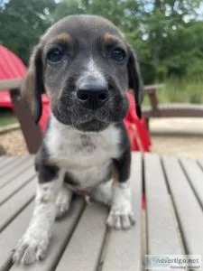Australian Shepherd Mix