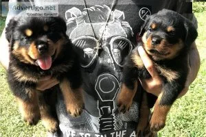 Rottweiler Puppies