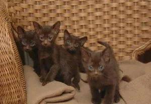 Beautiful Havana Brown kittens