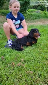 Long haired male mini Daschund