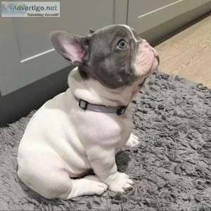 French Bulldog Puppies