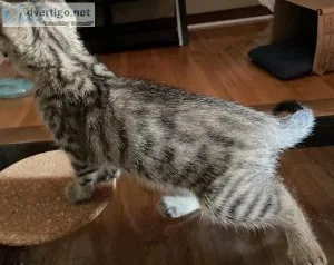 Bengal mixed