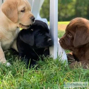 Healthy Bloodline Labrador Retriever Puppies
