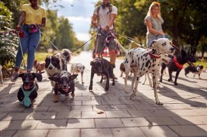 Are You Looking For Dog Walking Services Chicago