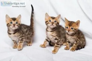 Beautiful Rosettes Bengal Kittens