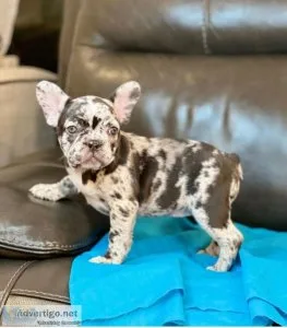 French bulldog puppy for sale
