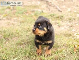 Lovely Rottweiler Puppies for Sale