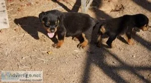 AKC Reg German Rottweiler Puppies