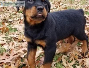 Male and Female Rottweilers