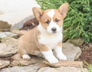 MaleFemale Pembroke Welsh Corgi Puppies