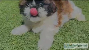 Male Yorkie Pup