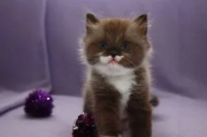 Ragamufins Kittens For Sale