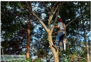 Fredericksburg Tree Service