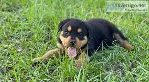 Rottweiler Puppies Available