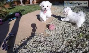Gorgeous Teacup Maltese puppies