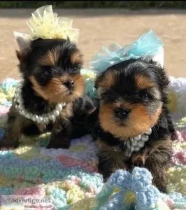 MaleFemale Tea-cup Yorkie Puppies Available